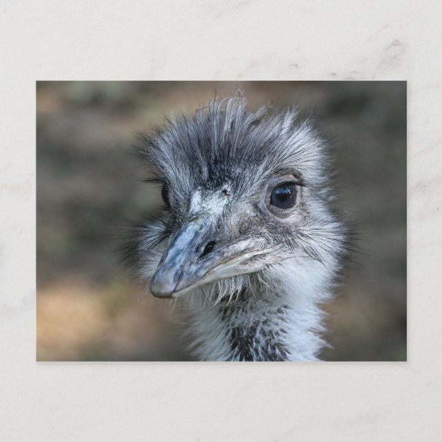 Postal Retrato americano de Rhea (Anverso)