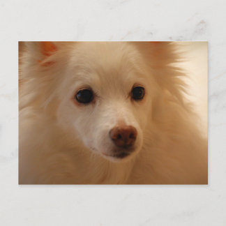 Postal Retrato americano del perro esquimal