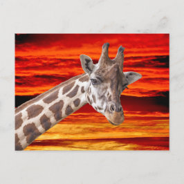 Postal Retrato animal de jirafa contra cielo atardecer
