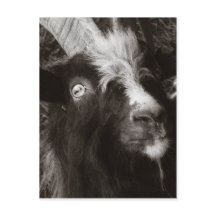 Retrato Bagot Goat Estilo Viejo - Fotografía anima
