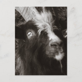 Postal Retrato Bagot Goat Estilo Viejo - Fotografía anima