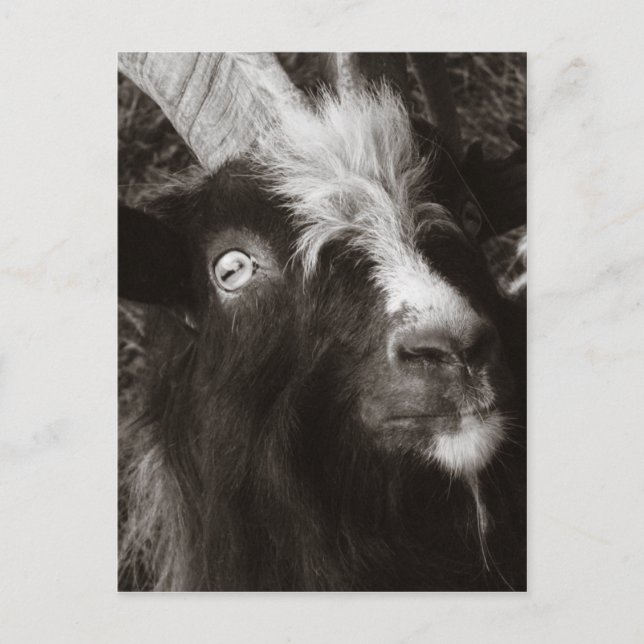 Postal Retrato Bagot Goat Estilo Viejo - Fotografía anima (Anverso)