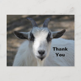 Postal Retrato blanco lindo de cabra.