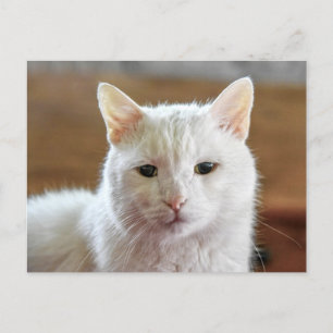 Postal Retrato blanco turco de gatos angora
