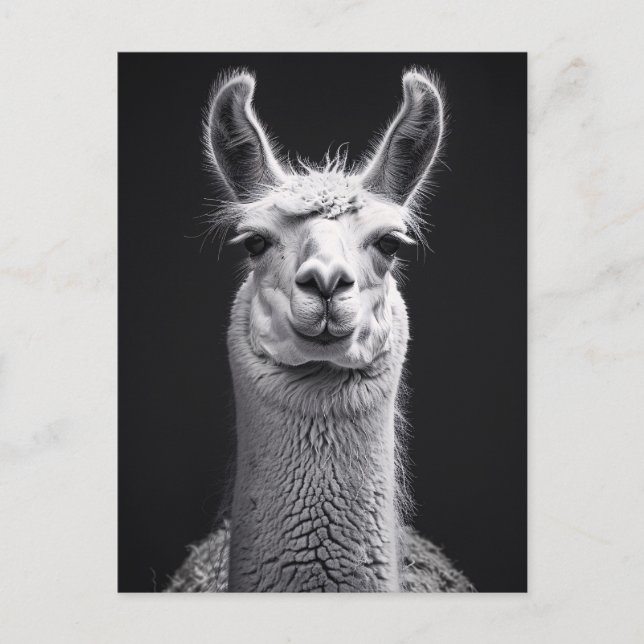 Postal Retrato blanco y negro de Llama (Anverso)