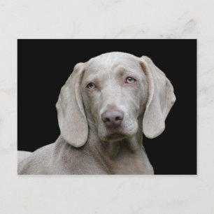 Postal Retrato canino de Dog Weimaraner Mascota