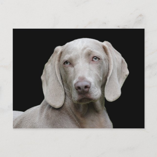 Postal Retrato canino de Dog Weimaraner Mascota (Anverso)
