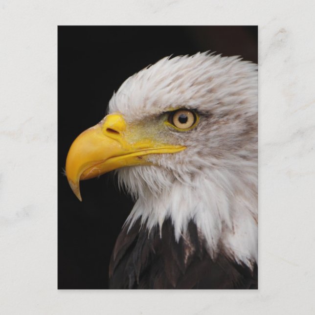 Postal Retrato de águila (Anverso)