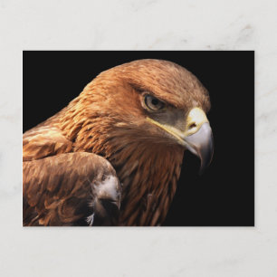 Postal Retrato de águila aislado en negro
