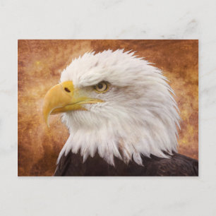 Postal Retrato de águila calva
