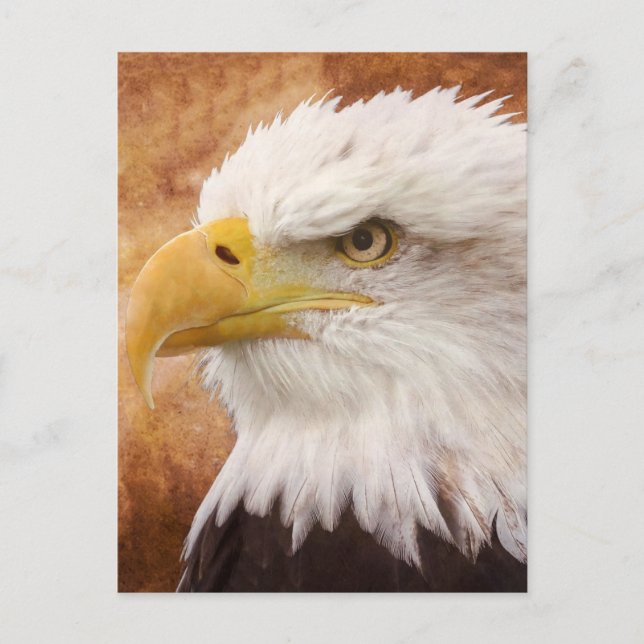Postal Retrato de águila calva (Anverso)
