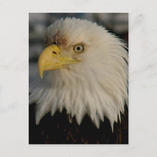 Postal Retrato de águila calva
