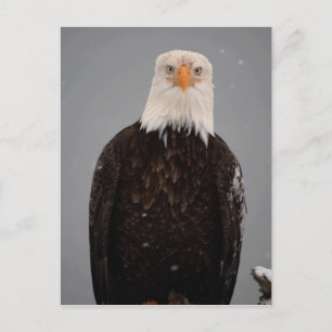 Postal Retrato de águila calva en la nieve, Haliaeetus
