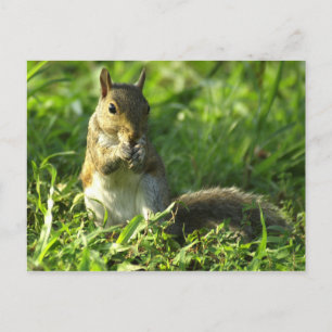 Postal Retrato de ardilla