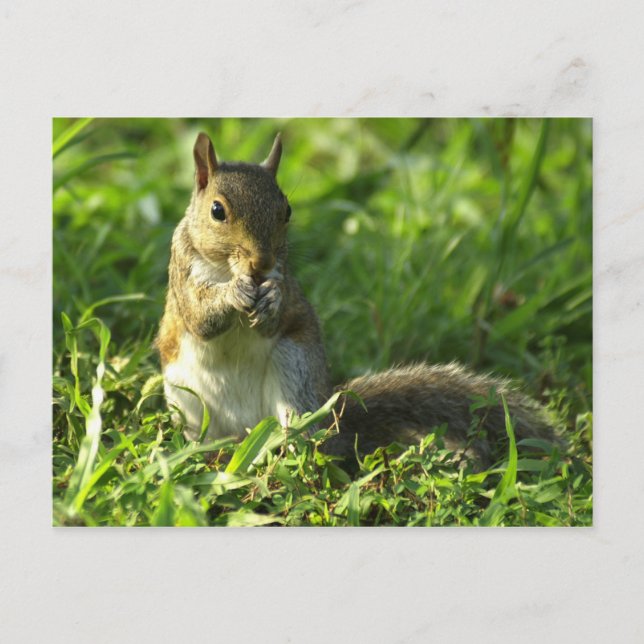 Postal Retrato de ardilla (Anverso)