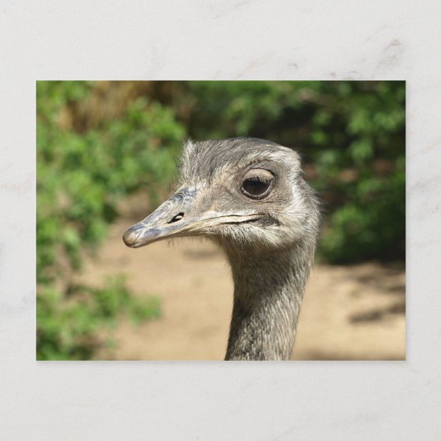 Postal Retrato de ave Rhea (Anverso)
