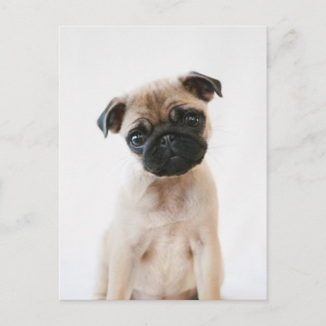 Postal Retrato de Baby Pug (Anverso)