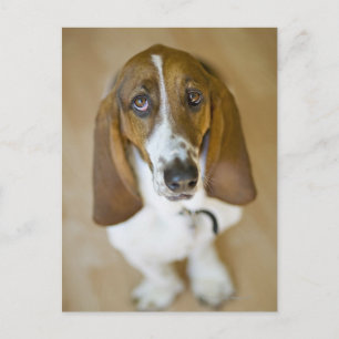 Postal Retrato de Bassett, Washington