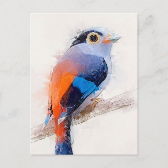 Postal Retrato de Broadbill con pecho plateado (Anverso)