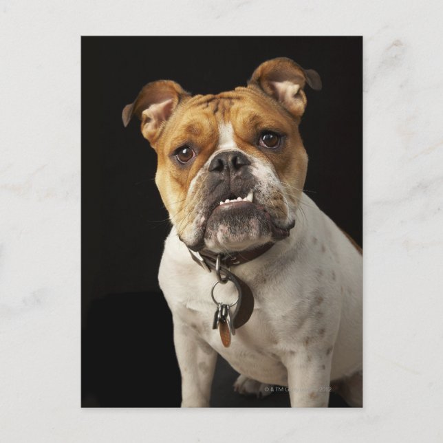 Postal Retrato de bronceado y bulldog blanco con cuello (Anverso)