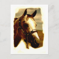 Retrato de caballo
