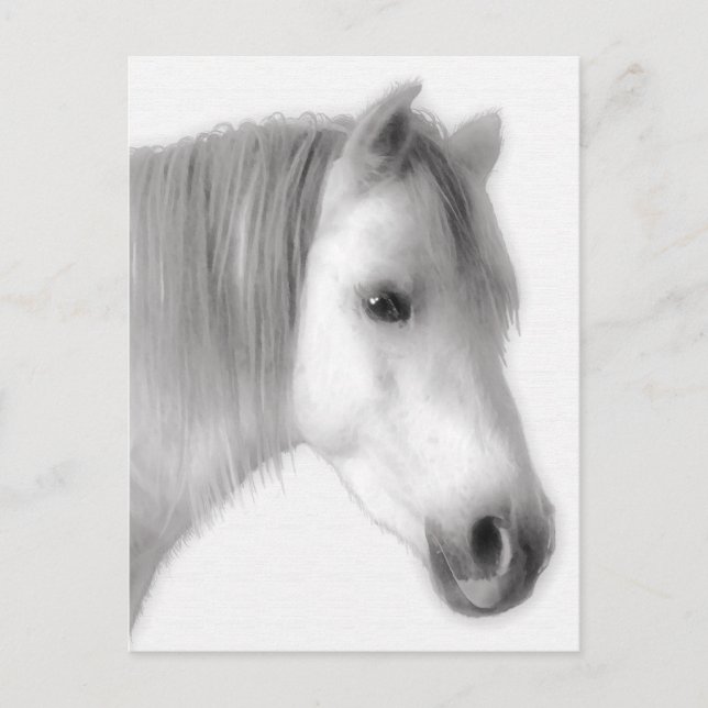 Postal Retrato de caballo árabe blanco (Anverso)