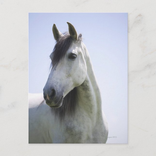 Postal retrato de caballo blanco (Anverso)