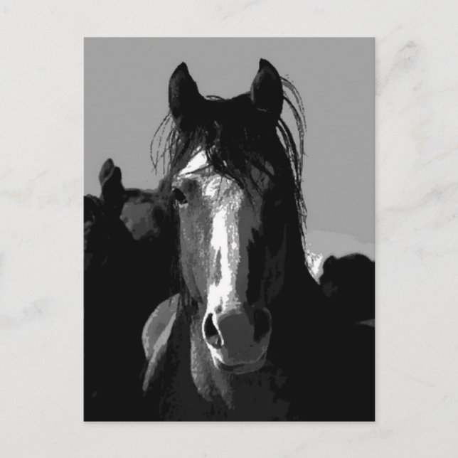 Postal Retrato de caballo blanco y negro (Anverso)