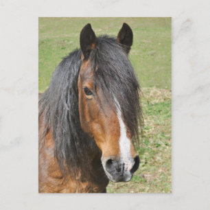 Postal Retrato de caballo de la bahía de Gales