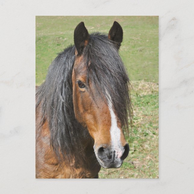 Postal Retrato de caballo de la bahía de Gales (Anverso)