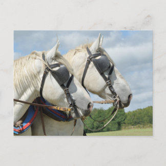 Postal Retrato de caballo de tiro