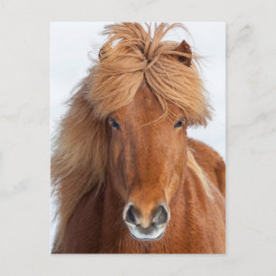 Postal Retrato de caballo islandés marrón
