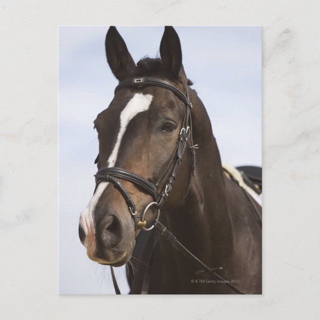 Postal retrato de caballo marrón (Anverso)