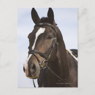 Postal retrato de caballo marrón