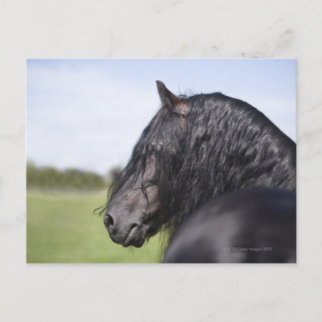 Postal retrato de caballo negro con maná largo (Anverso)