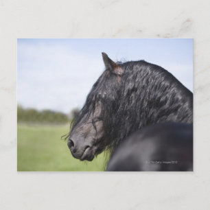 Postal retrato de caballo negro con maná largo