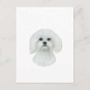 Postal Retrato de cabeza de maltés