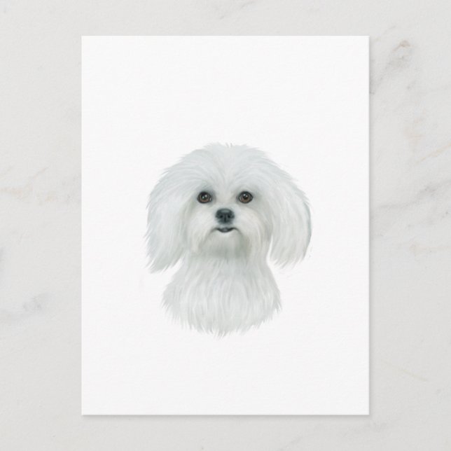 Postal Retrato de cabeza maltesa (Anverso)