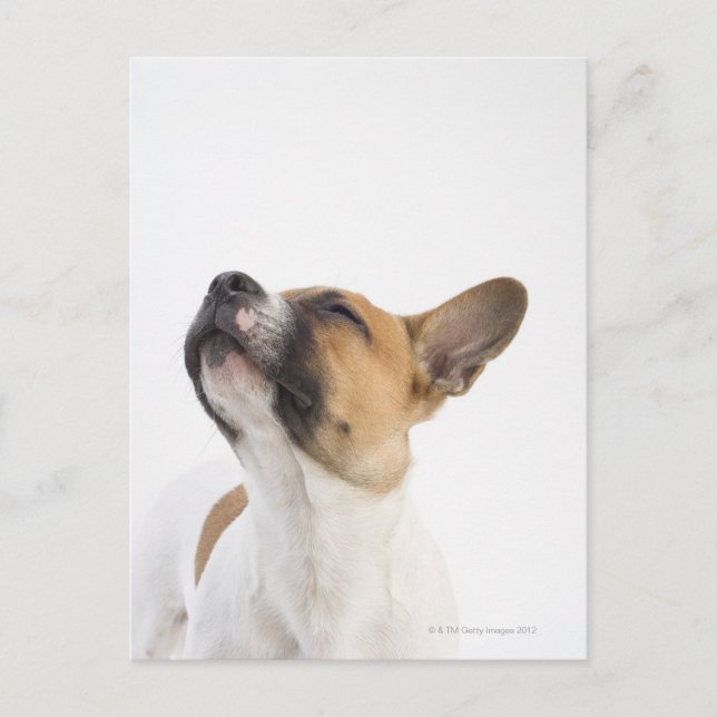 Postal retrato de cachorro de mongrel (Anverso)