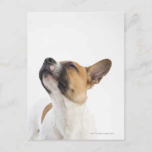 Postal retrato de cachorro de mongrel