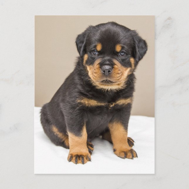 Postal Retrato de cachorro de Rottweiler (Anverso)