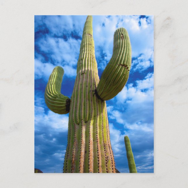Postal Retrato de cactus de Saguaro, Arizona (Anverso)