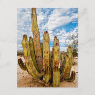 Postal retrato de Cactus Hombre Viejo, México