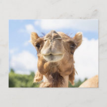 Retrato de Camello Fotografía de Animales Vida Sil