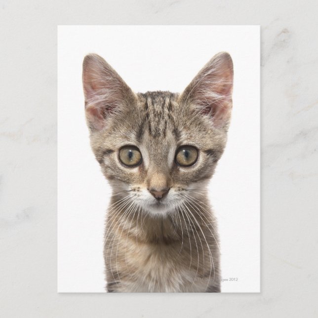 Postal Retrato de cerca de un gatito (Anverso)