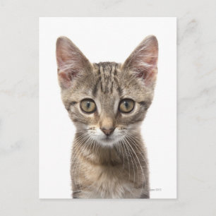 Postal Retrato de cerca de un gatito