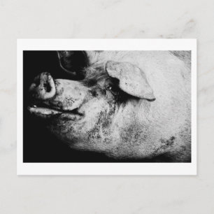 Postal retrato de cerdo