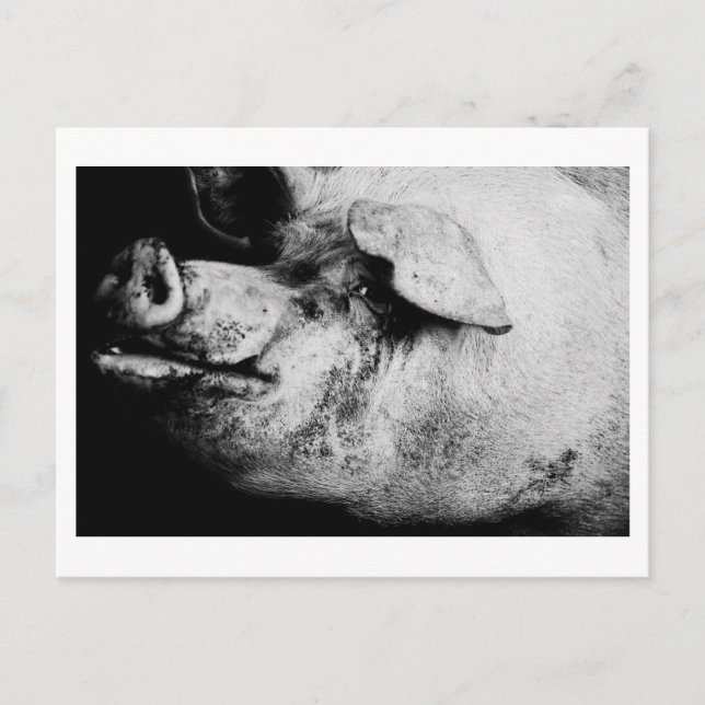 Postal retrato de cerdo (Anverso)