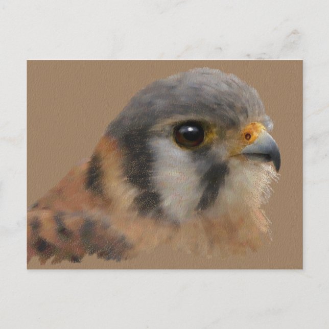 Postal Retrato de Cestrel Americano (Anverso)