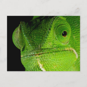 Postal Retrato De Chameleon Con Cuello Flap